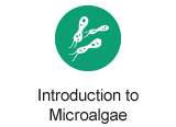 Introduction to Microalgae