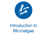 Introduction to Microalgae