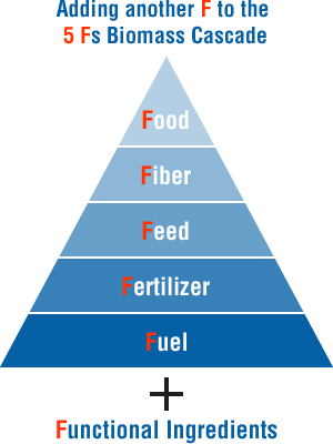 Adding another F to the 5 Fs Biomass Cascade