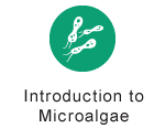 Introduction to Microalgae