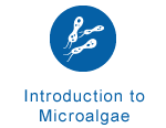 Introduction to Microalgae